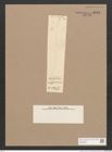 Pleurosigma sp. (de-Toni-Nr.: Genus 13) Zeichnungen Sammlung Grunow Nr. 2144 (NHMW-BOT-W0369188)